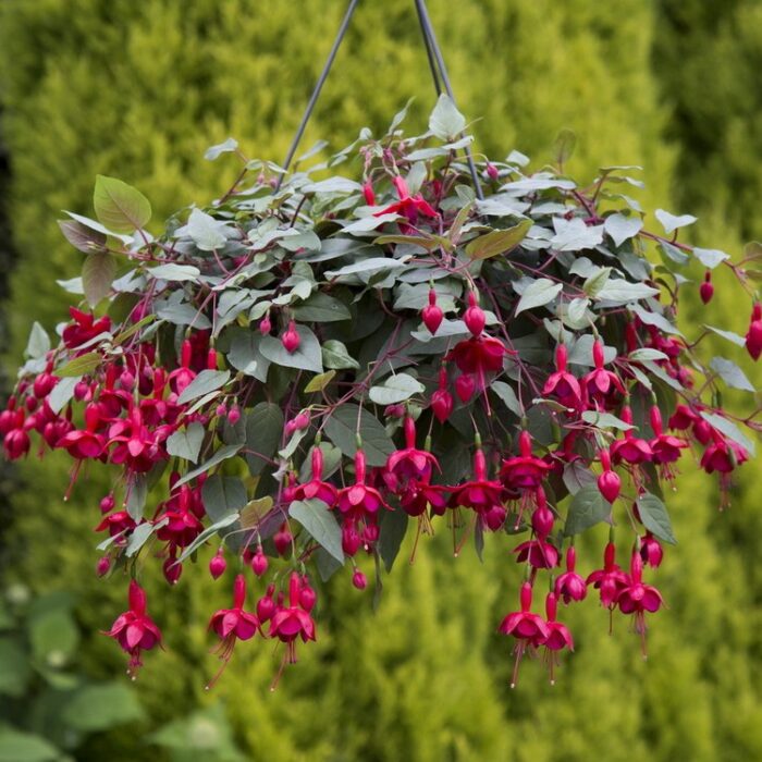 FUKSJA    Marinka - Image 2