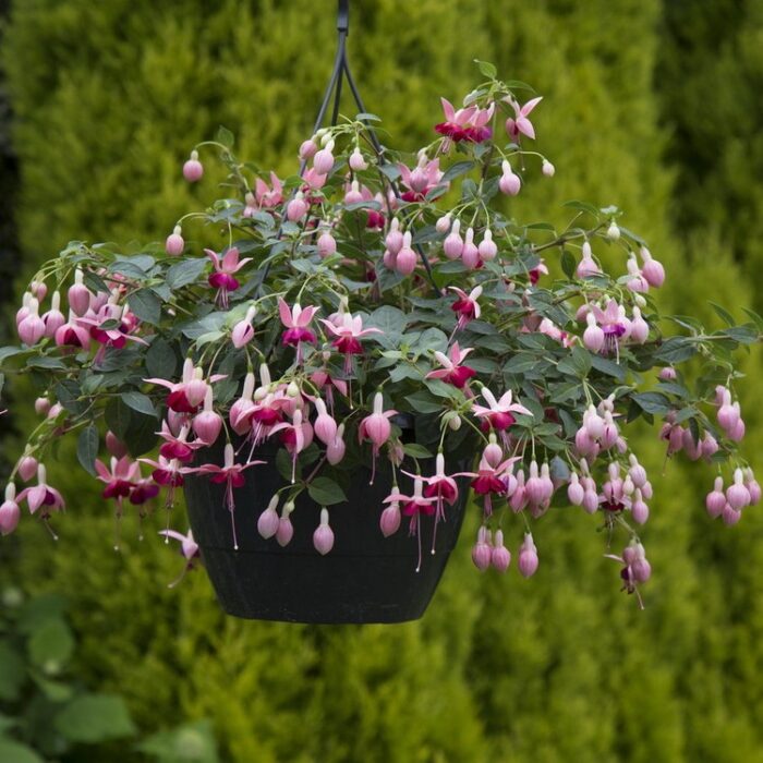 FUKSJA    Paula Jane - Image 3