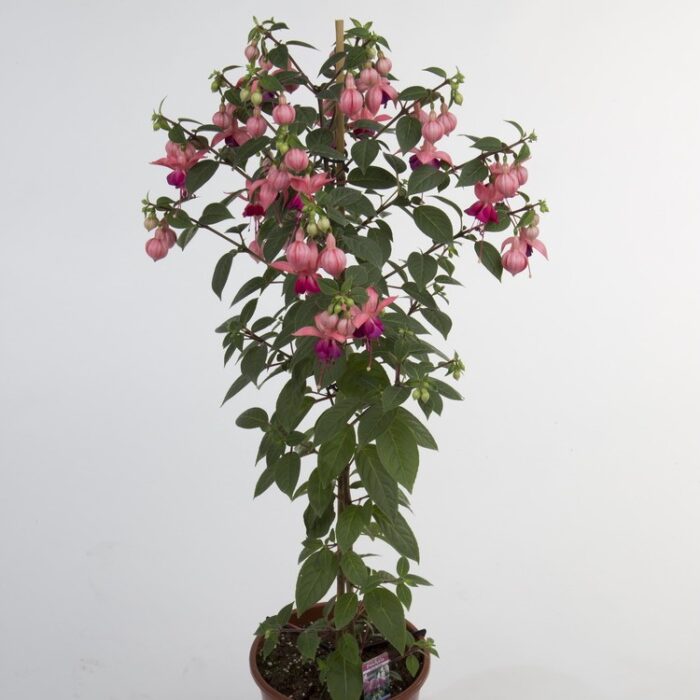 FUKSJA    Paula Jane - Image 2