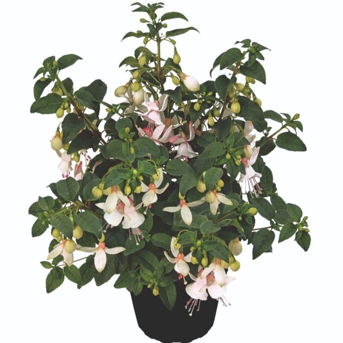 FUKSJA SHADOW DANCER Albina - Image 2