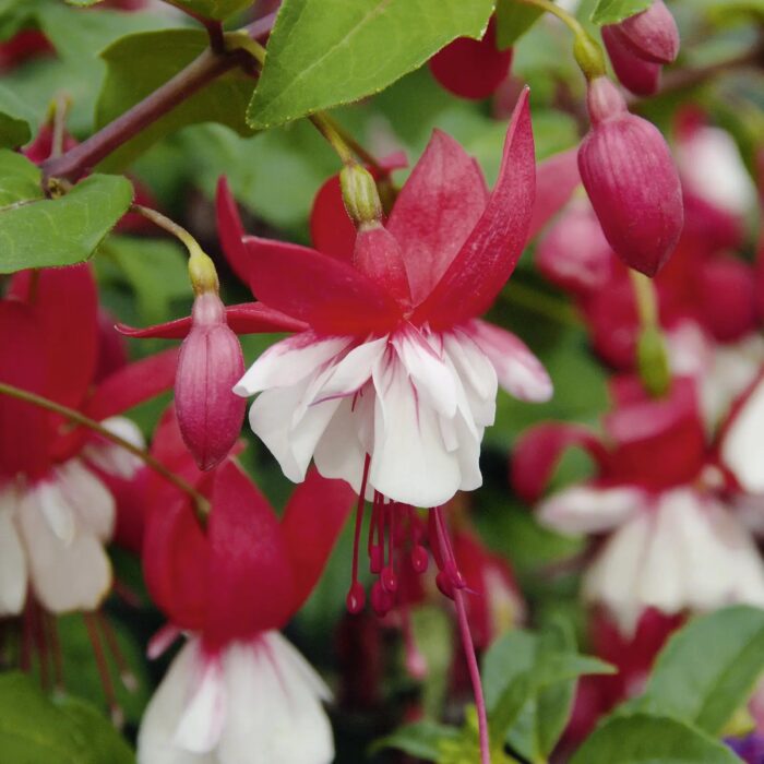 FUKSJA SHADOW DANCER Anna - Image 2