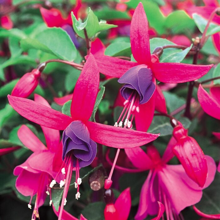 FUKSJA SHADOW DANCER Marcia PP - Image 3