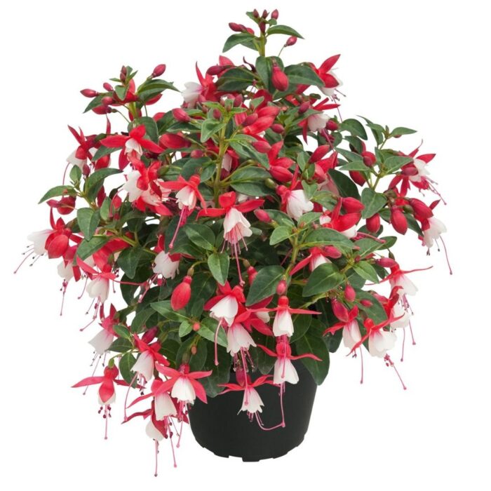 FUKSJA SHADOW DANCER Shanaya - Image 2