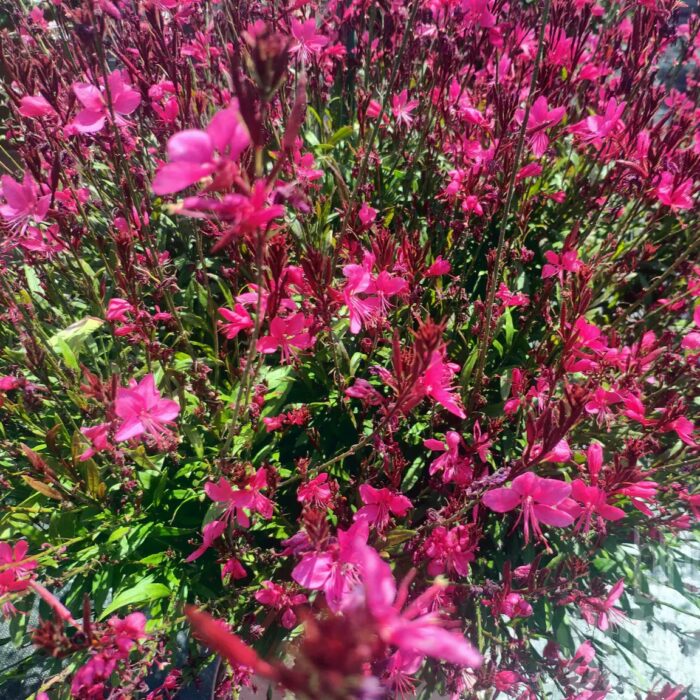 GAURA Everlast Dark Pink - Image 2