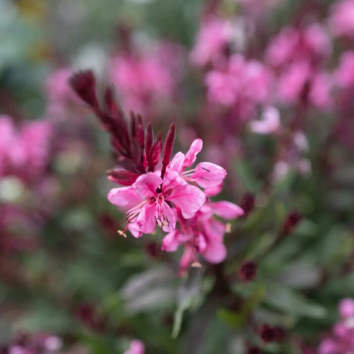 GAURAFLAMINGOPINKPL_1.jpg GAURA Flamingo Pink - Image 4