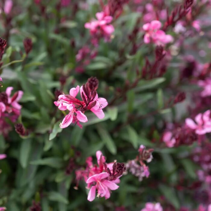 GAURAFLAMINGOPINKPL_2.jpg GAURA Flamingo Pink - Image 3