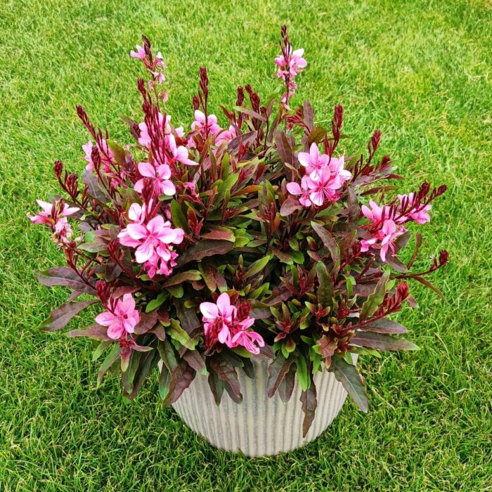 GAURAFLAMINGOPINKPL_3.jpg GAURA Flamingo Pink - Image 2