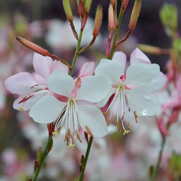 GAURAFLAMINGOSNOWPL_1.jpg GAURA Flamingo Snow - Image 3