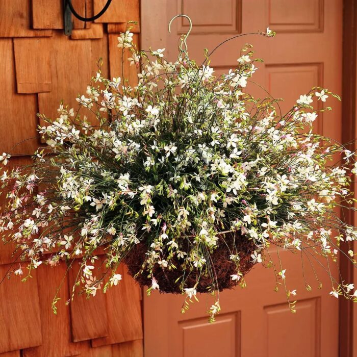 GAURAFLAMINGOSNOWPL_2.jpg GAURA Flamingo Snow - Image 2