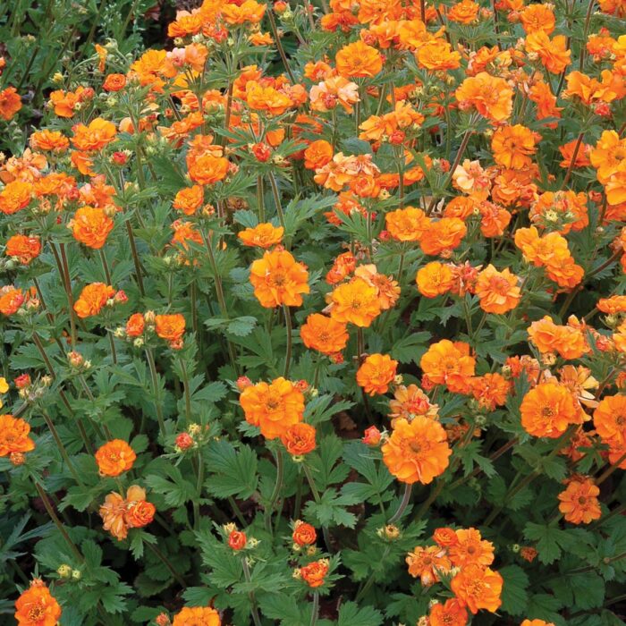 GEUM Fire Storm - Image 2