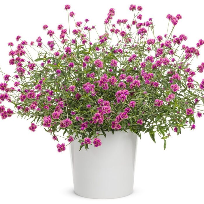 GOMPHRENATRUFFULAPINKPL_1.jpg GOMPHRENA Truffula Pink - Image 3