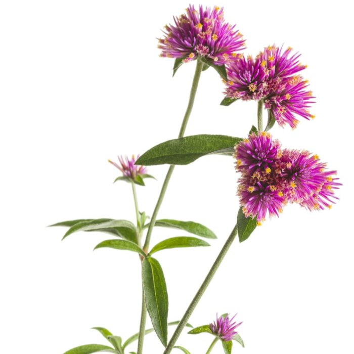 GOMPHRENATRUFFULAPINKPL_2.jpg GOMPHRENA Truffula Pink - Image 2