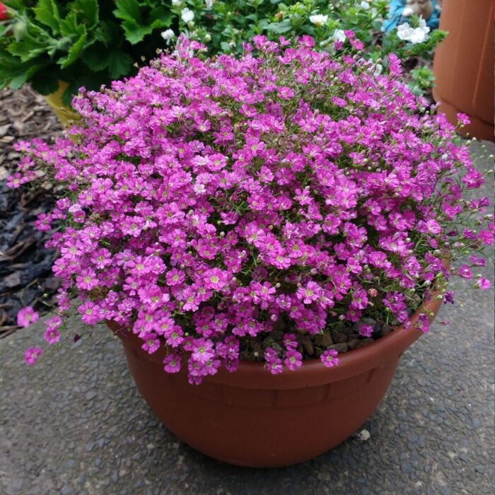 GYPSOPHILLA GYPSY Deep Rose - Image 2