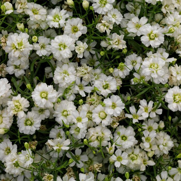 GYPSOPHILLAGYPSYWHITEPL.jpg