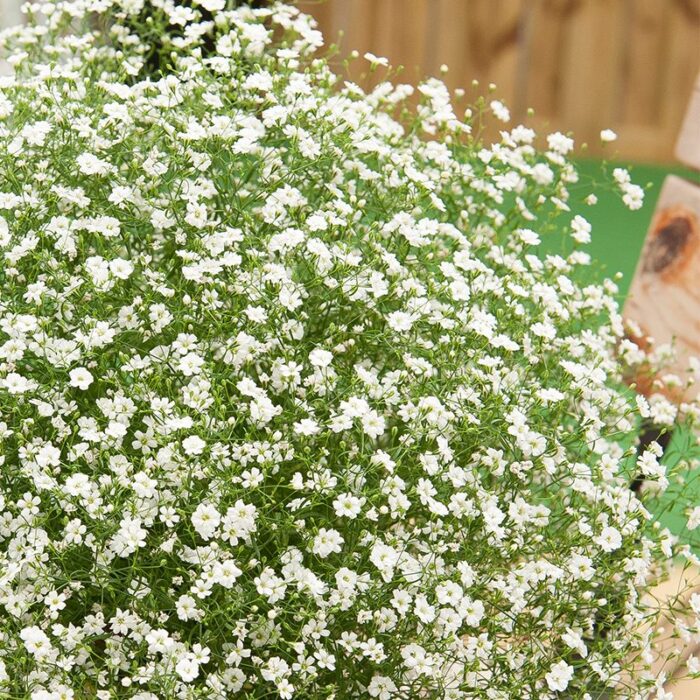 GYPSOPHILLA GYPSY White - Image 2