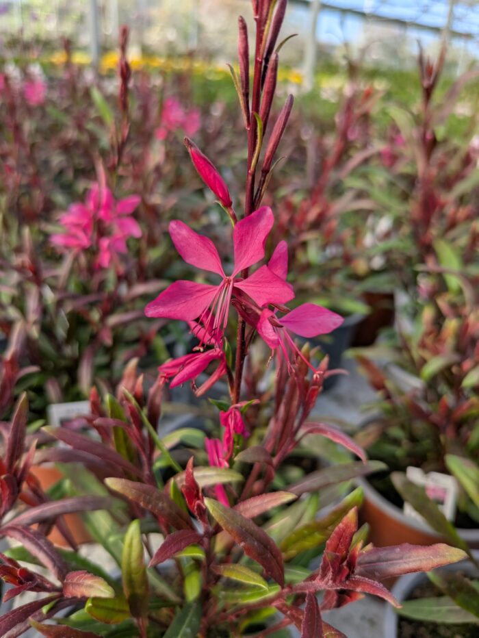 GAURA Everlast Pink Parque - Image 2