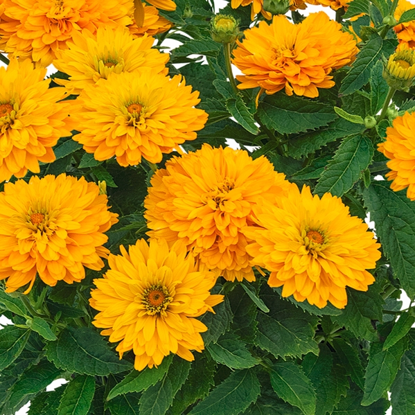 HELIOPSISSOLEDOPPIOPL.jpg