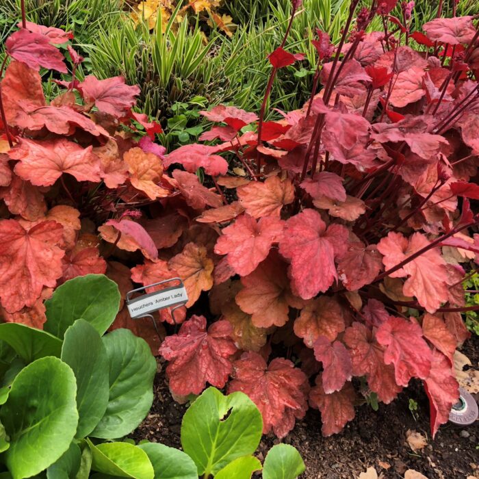 HEUCHERA Amber Lady - Image 2