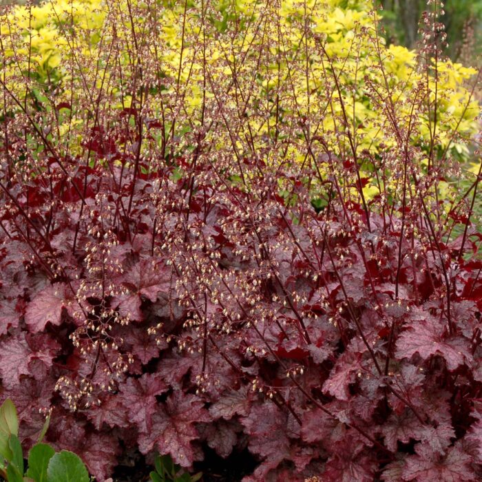 HEUCHERA Amethyst Myst - Image 2