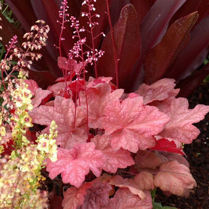 HEUCHERA Autumn Leaves - Image 2