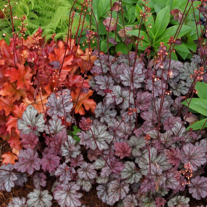 HEUCHERA Beautiful Dancer - Image 2