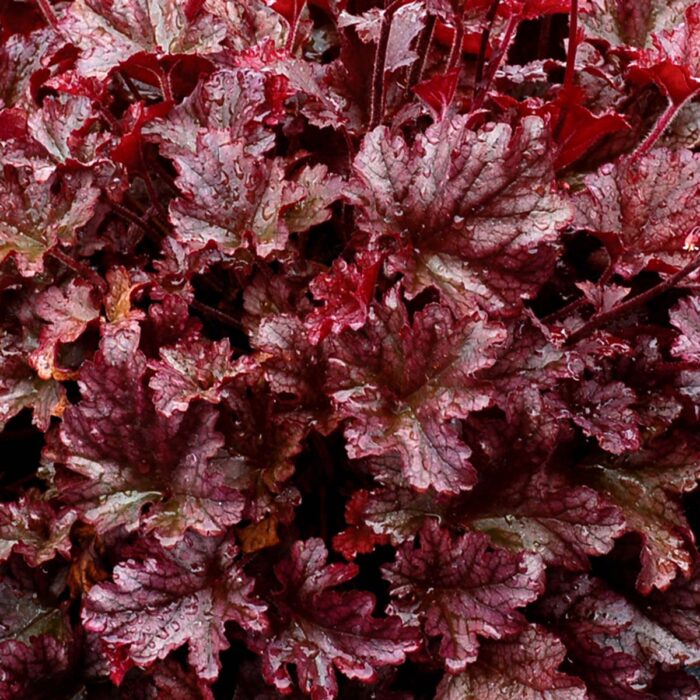 HEUCHERA Berry Marmalade - Image 2
