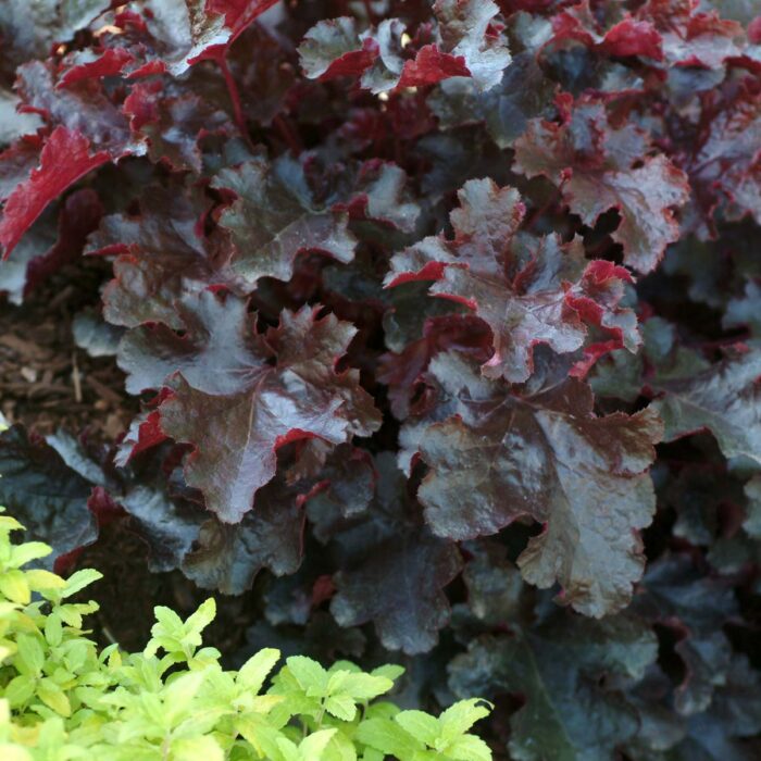 HEUCHERA Black Beauty - Image 2