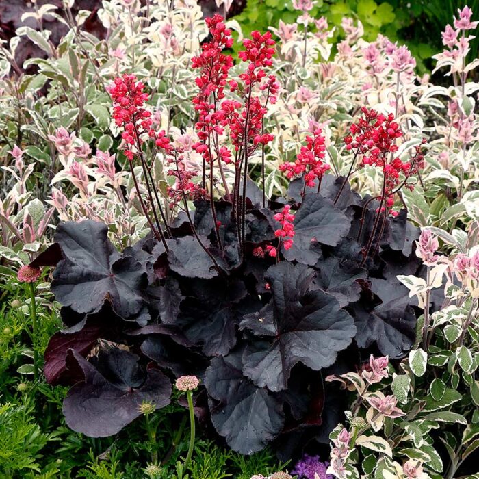 HEUCHERA Black Forest Cake - Image 3