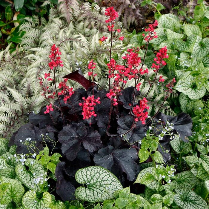 HEUCHERA Black Forest Cake - Image 2
