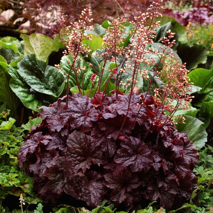 HEUCHERA Cajun Fire - Image 2