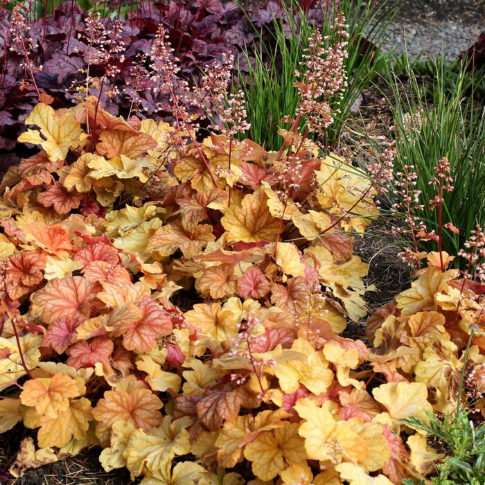 HEUCHERA Champagne - Image 2