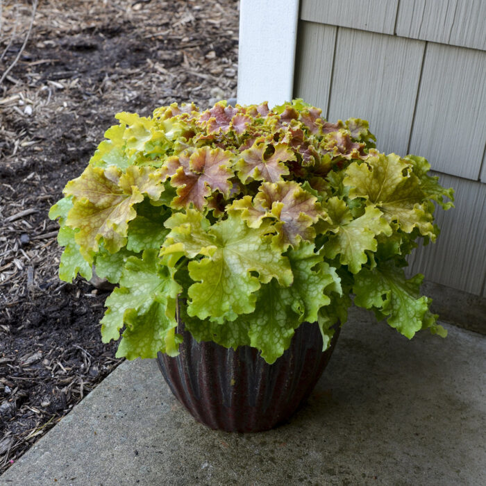 HEUCHERA Dolce Apple Twist - Image 2