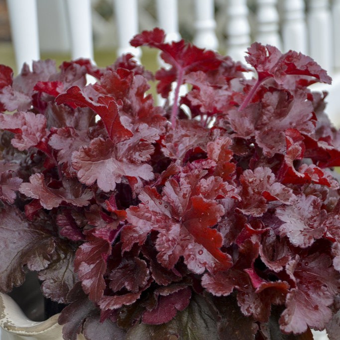 HEUCHERADOLCECHERRYTRUFFLESPL.jpg