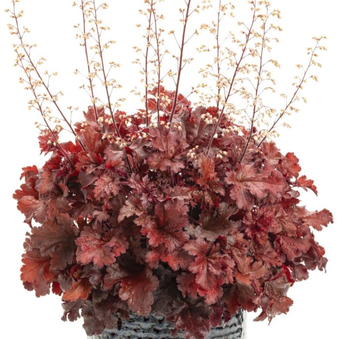 HEUCHERA Dolce Cherry Truffles - Image 3