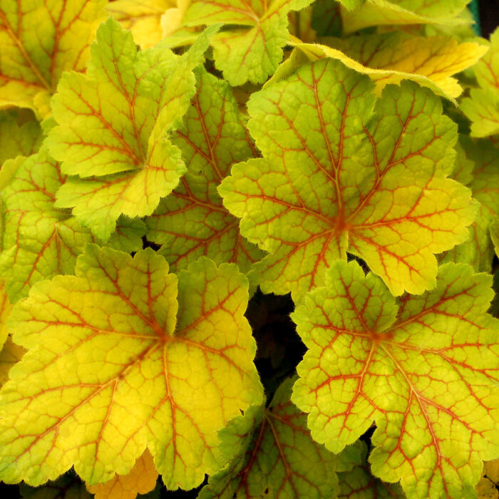 HEUCHERA Electra - Image 2