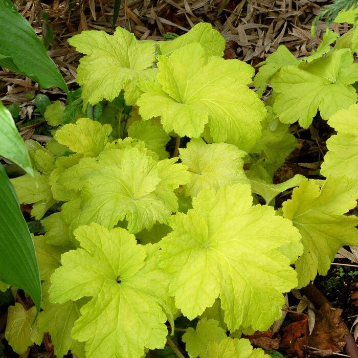 HEUCHERA Electric Lime - Image 2