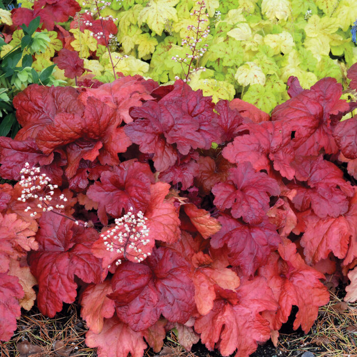 HEUCHERA Fire Alarm - Image 3