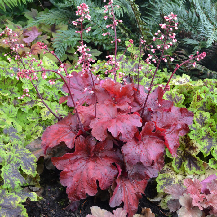 HEUCHERA Fire Alarm - Image 2