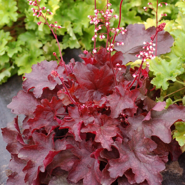 HEUCHERA Fire Chief - Image 2