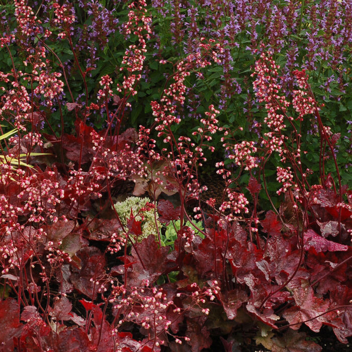 HEUCHERA Fire Chief - Image 3