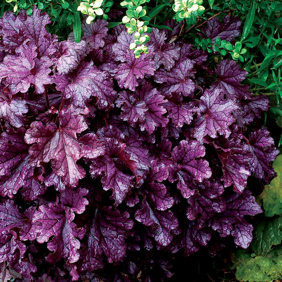 HEUCHERAFOREVERPURPLEPL.jpg