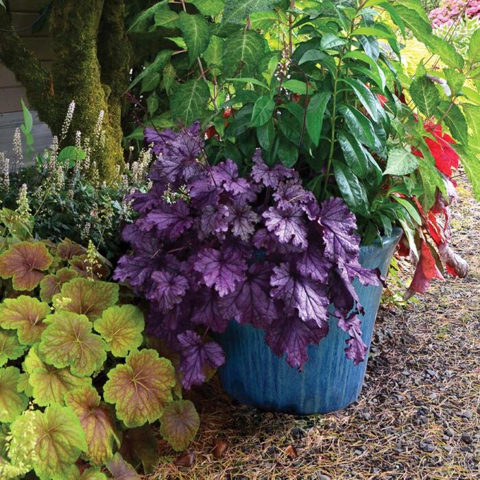 HEUCHERA Forever Purple - Image 2