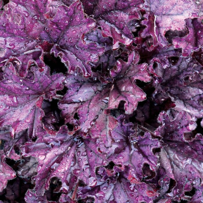 HEUCHERA Forever Purple - Image 3
