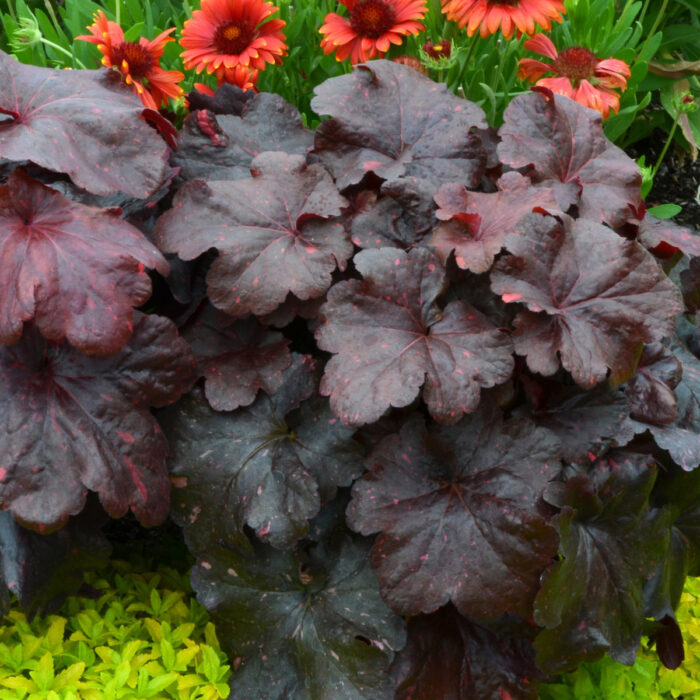 HEUCHERA Galaxy - Image 3