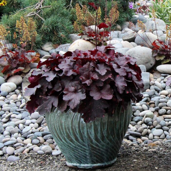 HEUCHERA Galaxy - Image 2