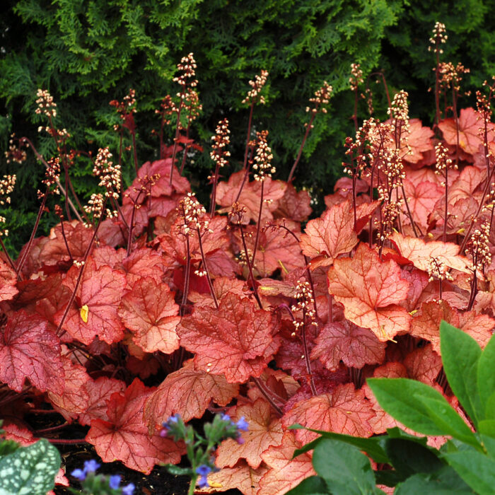 HEUCHERA Georgia Peach - Image 2