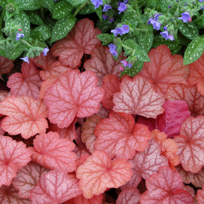 HEUCHERA Georgia Peach - Image 3