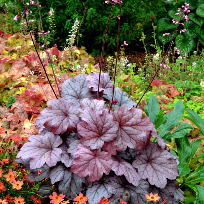 HEUCHERA Georgia Plum - Image 4