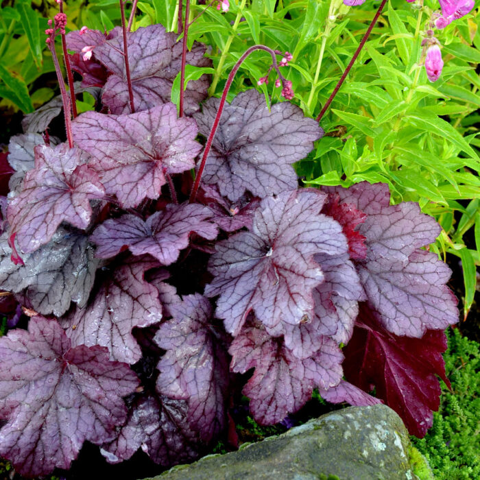 HEUCHERA Georgia Plum - Image 2