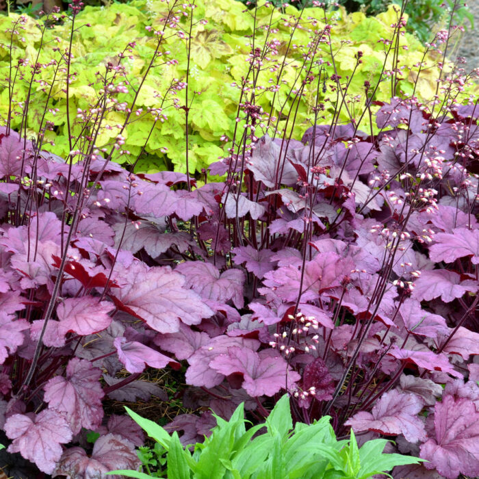 HEUCHERA Georgia Plum - Image 5